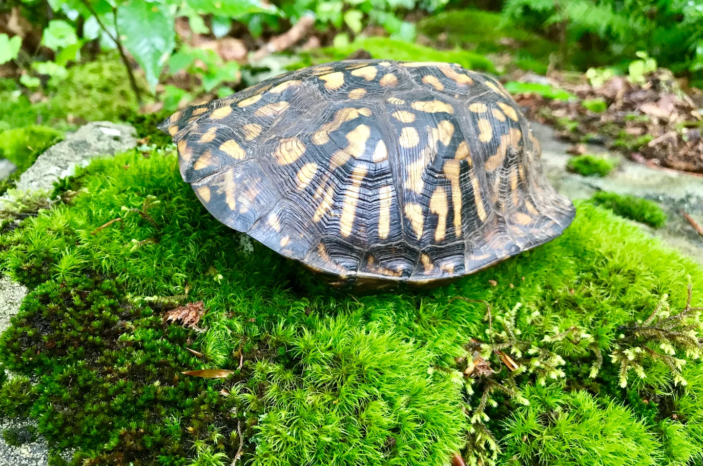turtle